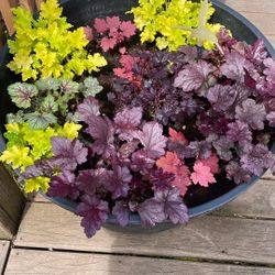 Heuchera