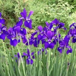 Siberian Iris (purple) - 4 inch pot - 3-4 plants per pot 