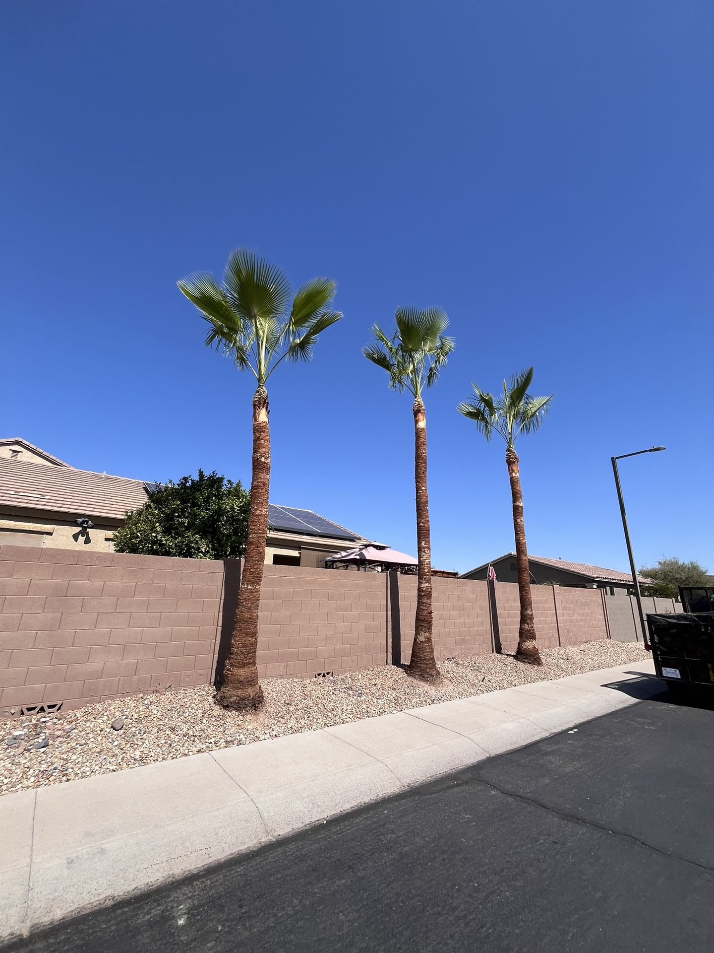 Palm And Tree Trimming