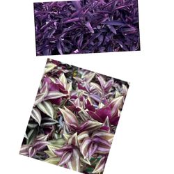 Purple Heart Tradescantia Pallida Succulent Plant 10 cuttings rooted From Each Variety 