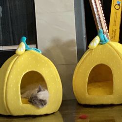 Lemon Cat Beds 