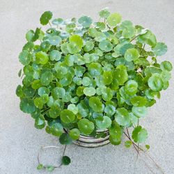 Succulents plants 🪴 