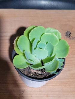Suculenta
