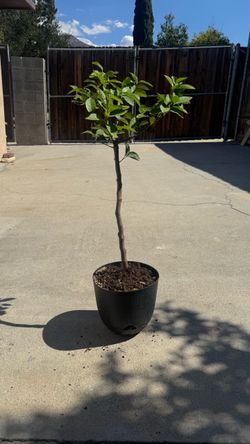 Lemon tree