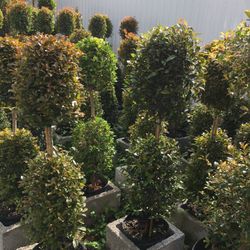 Balls Topiary , Cone In 3 gls Pot SPECIAL PRICE !!🤩