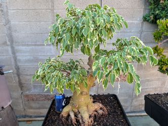 Bonsai tree Ficus benjamina 'Variegata'.
