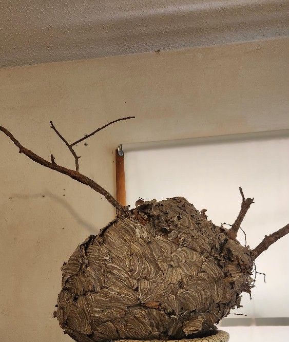 Wasp Nest