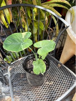 Alocasia variegated mickey mouse plant