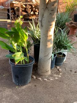 Cana Lilies And Aloe Vera Plants