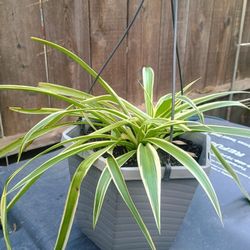Spider Plant
