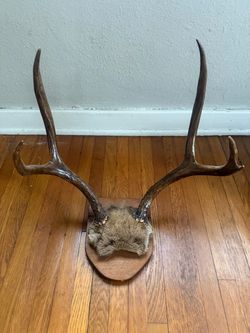 Vintage Taxidermy Mounted Horns Deer Head