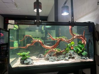 High Quality Discus Glass Tank
