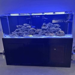 Top Fish Tank Setup – Great Design and Quality strong family