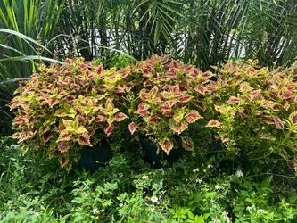 Coleus in 3 gls pot. SPECIAL PRICE 🤩