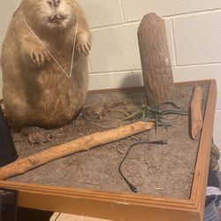 Stuffed Beaver