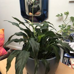 Large Peace Lily w/Nice Pot