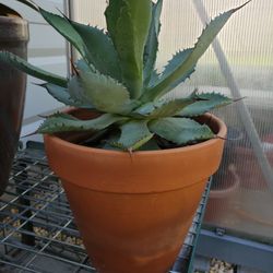 Agave Houseplant
