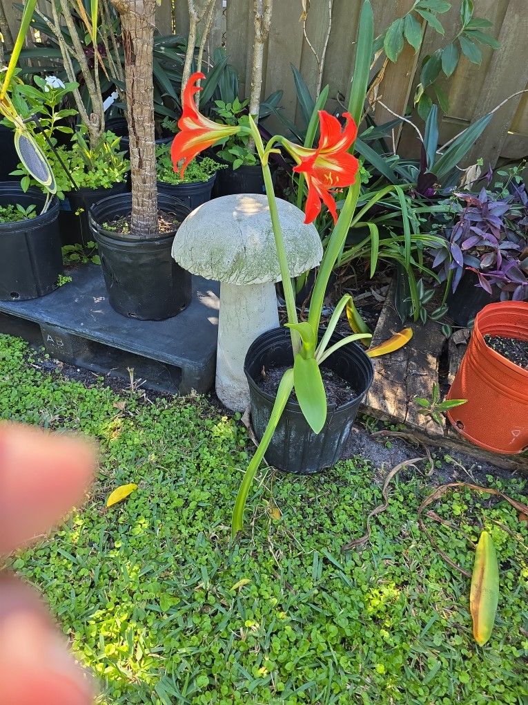 Amarillis in 2 gallon pot $7.00