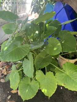 Three different plants in a 15 gallons ceramic pot.