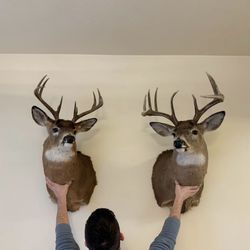 Pair of Whitetail Deer Mounts Wall Taxidermy Hunting Decor