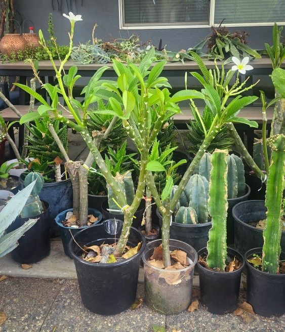 Beautiful Plumerias w/ White & Yellow Flowers ( 2-3' ft. Tall ) ๐ฟ