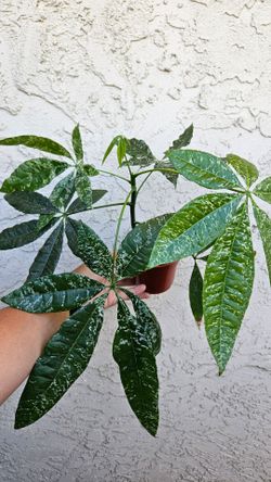 4" Variegated Money Tree