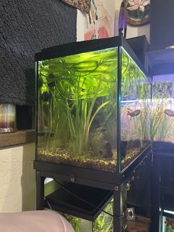 20 gal tank