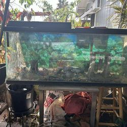70 Gallon Fish Tank