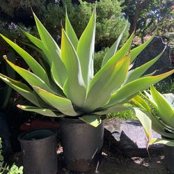 Huge Beautiful Agave plants for sale $60