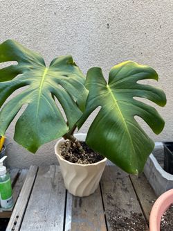 Monsterra Decliciosa Plant