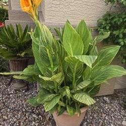 Green Striated Broad Leaf Canni Lily Plant In 14inch Pot
