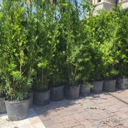 Spectacular Podocarpus Plants For Inmediate Privacy!!! About 6 Feet Tall!!! Fertilized 
