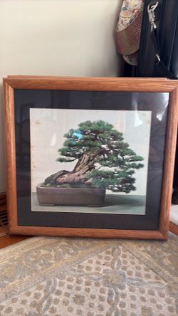 6 pictures of Bonsai Plants