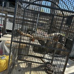 Bird Cage 