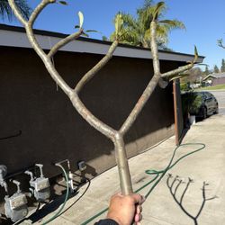 Big Plumeria cuttings $5 (PINK)