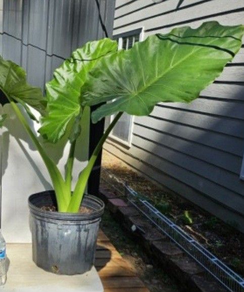 Big Pot Of Plants