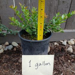 Evergreen huckleberry-1 gallon live plant 