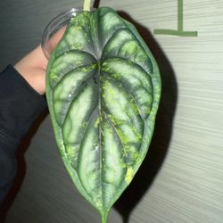 Variegated Dragon Scale