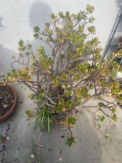 Large Mature Jade Plant
