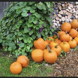 pumpkin “small sugar pie” seeds heirloom non-gmo 20 ct