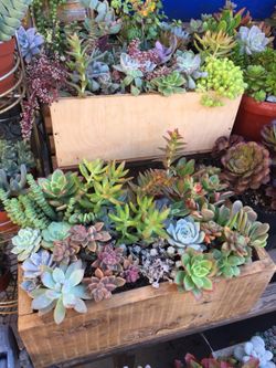 Succulents arrangement