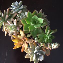 Aeonium and other succulent varieties in ceramic pot