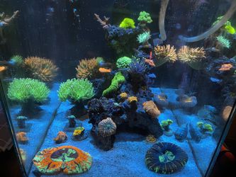 Coral
