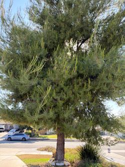 Need tree trimmer