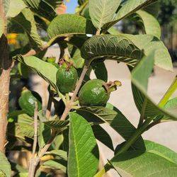 Guava Tree