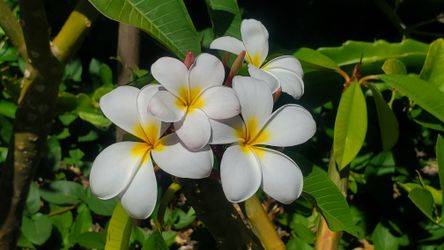 Plumeria in a 5gal pot - Rooted and flowering