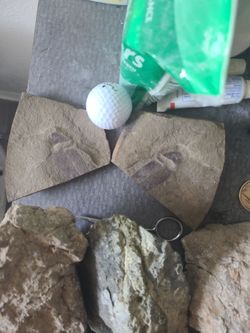 Fossil leaf