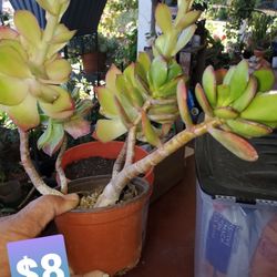 PLANTAS DE VENTA