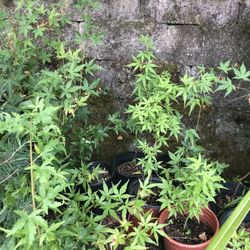 Japanese Maple sapplings.  Acer Palmatum