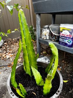 Dragon Fruit Cuttings